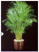 areca-palm