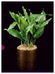 aspidistra